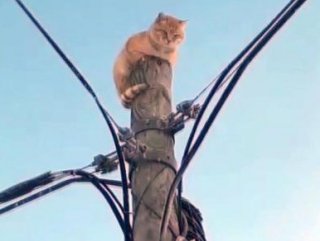 Köpek korkusundan direğe tırmanan kedi kurtarıldı