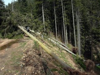 Ordu’da ağaçlar fırtınanın şiddetine dayanamadı