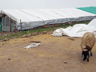 Tunceli’de 1 kedi, 14 koyunun ölmesine neden oldu