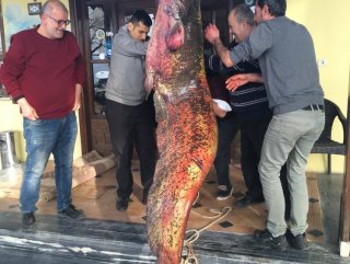 İznik’te 2 metrelik yayın yakalandı