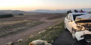 Otomobil koyun sürüsüne daldı; 20 koyun öldü