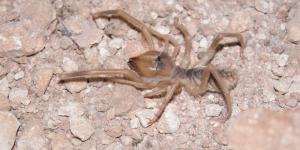 “Et yiyen örümcek” iddiası için “korkuya gerek yok” açıklaması