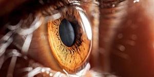 Gözün önünde uçuşan sinekler ne anlama geliyor?