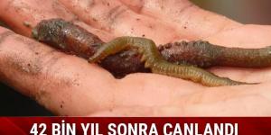 Solucanlar on binlerce yıllık donmuş toprak çözülünce hayata döndüler