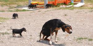 Köpek yavruları yaralı annelerinin başından ayrılmadı