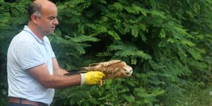 Sağlığına kavuşturduğu kızıl şahini doğaya saldı 