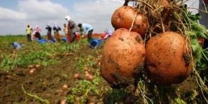 Patatesi bu sefer de hastalık vurdu