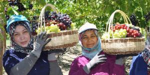 Üzümde ihracat erken başlıyor