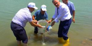 Muş’taki göl ve göletlere yavru sazan bıraktılar