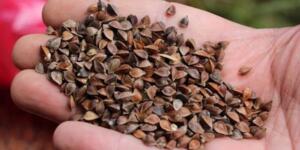 İngiliz Arkeoloji Araştırma Enstitüsü’nde tutulan ata tohumlarına Türkiye el koydu